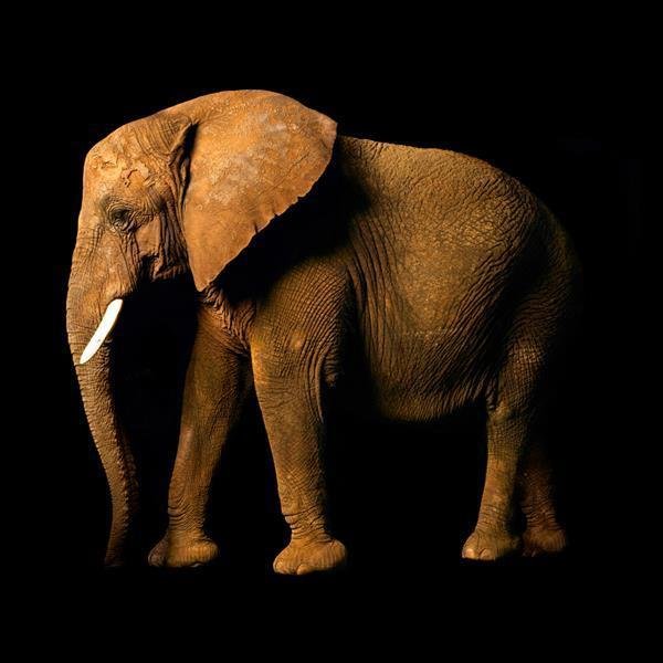 Elefant Side