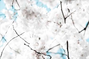 White blossom