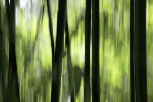 Bamboo blur
