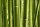 AS Creation XXL Nature 2010 Bamboo 0310-51 , 31051  2m x 1.33m Fototapete