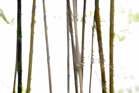AS Creation XXL Nature 2011 Thin Bamboo 0362-71 , 36271  2m x 1.33m Fototapete