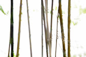 AS Creation XXL Nature 2011 Thin Bamboo 0362-71 , 36271...