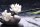 AS Creation XXL Nature 2010 White Flowers 0363-61 , 36361  2m x 1.33m Fototapete