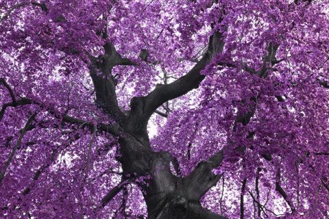 AS Creation XXL Nature 2011 Purple tree 0365-91 , 36591  2m x 1.33m Fototapete