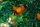 AS Creation XXL Food 2011 Orange tree 0366-91 , 36691  2m x 1.33m Fototapete