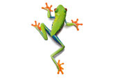 AS Creation AP Digital Frog 4700-32 , 470032  2m x 1.33m...
