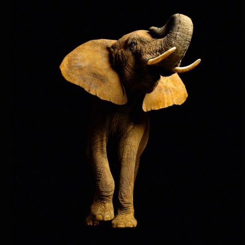 AS Creation AP Digital Elefant Font 4700-33 , 470033  2m x 1.33m Fototapete