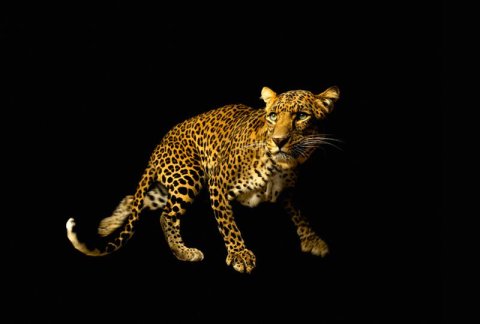 AS Creation AP Digital Leopard 4700-36 , 470036  2m x 1.33m Fototapete