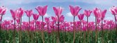 AS Creation AP Digital Tulip Forest 4701-41 , 470141  2m...