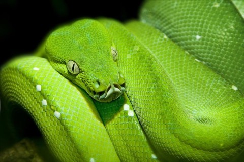 AS Creation XXL Nature 2010 Green Snake 0310-43 , 31043  4m x 2.67m Fototapete