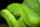 AS Creation XXL Nature 2010 Green Snake 0310-49 , 31049  5m x 3.33m Fototapete