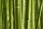 AS Creation XXL Nature 2010 Bamboo 0310-52 , 31052  3m x 2.5m Fototapete