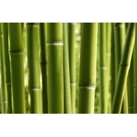AS Creation XXL Nature 2010 Bamboo 0410-51 , 41051  2m x...