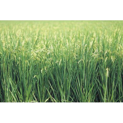 AS Creation XXL Nature 2010 Grass 0311-34 , 31134  5m x 3.33m Fototapete