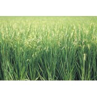 AS Creation XXL Nature 2010 Grass 0411-31 , 41131  2m x...