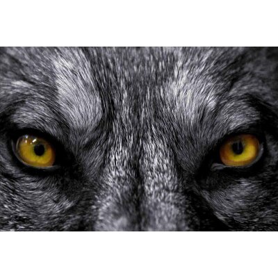 AS Creation XXL Eyecatcher 2011 Wolf eyes 0460-91 , 46091  2m x 1.33m Fototapete