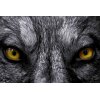 AS Creation XXL Eyecatcher 2011 Wolf eyes 0460-91 , 46091  2m x 1.33m Fototapete