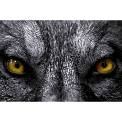 AS Creation XXL Eyecatcher 2011 Wolf eyes 0460-93 , 46093  4m x 2.67m Fototapete