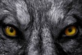 AS Creation XXL Eyecatcher 2011 Wolf eyes 0460-93 , 46093...