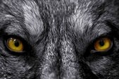 AS Creation XXL Eyecatcher 2011 Wolf eyes 0460-94 , 46094...