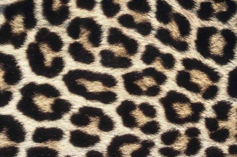 AS Creation XXL Eyecatcher 2011 Leopard skin 0461-74 , 46174  5m x 3.33m Fototapete