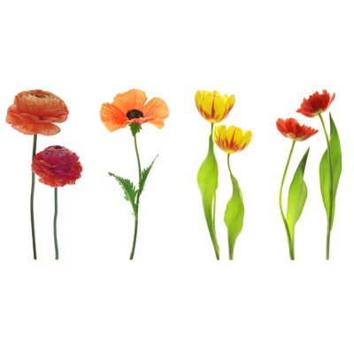 AS Creation XXL Nature 2011 Red flowers 0462-24 , 46224  5m x 3.33m Fototapete