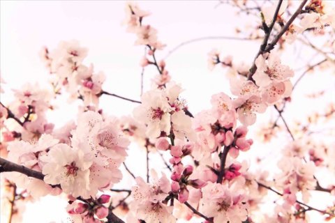 AS Creation XXL Nature 2011 Cherry Blossom 0362-46 , 36246  2m x 1.33m Fototapete