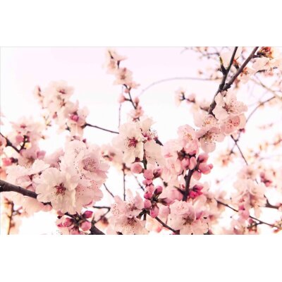AS Creation XXL Nature 2011 Cherry Blossom 0462-41 , 46241  2m x 1.33m Fototapete