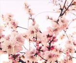 AS Creation XXL Nature 2011 Cherry Blossom 0462-42 ,...