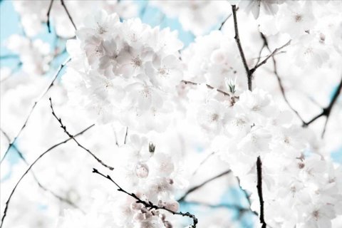 AS Creation XXL Nature 2011 White blossom 0462-51 , 46251  2m x 1.33m Fototapete