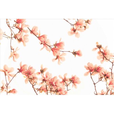 AS Creation XXL Nature 2011 Pink blossom 0462-63 , 46263  4m x 2.67m Fototapete