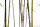 AS Creation XXL Nature 2011 Thin Bamboo 0362-73 , 36273  4m x 2.67m Fototapete