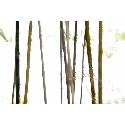 AS Creation XXL Nature 2011 Thin Bamboo 0462-71 , 46271  2m x 1.33m Fototapete