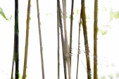 AS Creation XXL Nature 2011 Thin Bamboo 0462-74 , 46274...