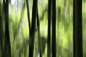 AS Creation XXL Nature 2011 Bamboo blur 0462-81 , 46281...