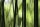AS Creation XXL Nature 2011 Bamboo blur 0462-84 , 46284  5m x 3.33m Fototapete