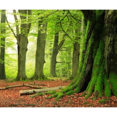 AS Creation XXL Nature 2011 Forest 0462-92 , 46292  3m x 2.5m Fototapete