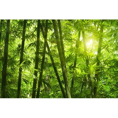 AS Creation XXL Nature 2011 Bamboo forest 0463-01 , 46301  2m x 1.33m Fototapete