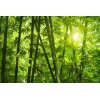 AS Creation XXL Nature 2011 Bamboo forest 0463-01 , 46301  2m x 1.33m Fototapete