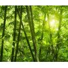 AS Creation XXL Nature 2011 Bamboo forest 0463-02 , 46302  3m x 2.5m Fototapete