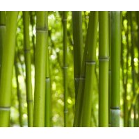AS Creation XXL Nature 2011 BambooDaylight 0463-12 ,...