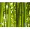 AS Creation XXL Nature 2011 BambooDaylight 0463-12 , 46312  3m x 2.5m Fototapete