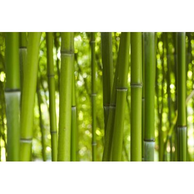 AS Creation XXL Nature 2011 BambooDaylight 0463-13 , 46313  4m x 2.67m Fototapete