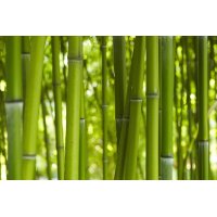 AS Creation XXL Nature 2011 BambooDaylight 0463-14 ,...