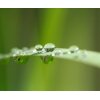 AS Creation XXL Nature 2011 Blade of grass 0463-22 , 46322  3m x 2.5m Fototapete