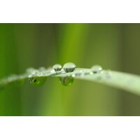 AS Creation XXL Nature 2011 Blade of grass 0463-23 ,...