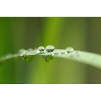 AS Creation XXL Nature 2011 Blade of grass 0463-24 ,...