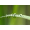 AS Creation XXL Nature 2011 Blade of grass 0463-24 , 46324  5m x 3.33m Fototapete