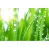 AS Creation XXL Nature 2011 GrassDewdrops1 0463-34 , 46334  5m x 3.33m Fototapete