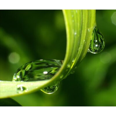 AS Creation XXL Nature 2011 GrassDewdrops2 0463-42 , 46342  3m x 2.5m Fototapete